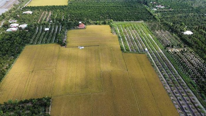 Nhiều địa phương muốn giảm lệ thuộc vào cây lúa. Trong ảnh là đất lúa ở tỉnh Đồng Tháp được chuyển đổi sang cây ăn trái. Ảnh: Trung Chánh