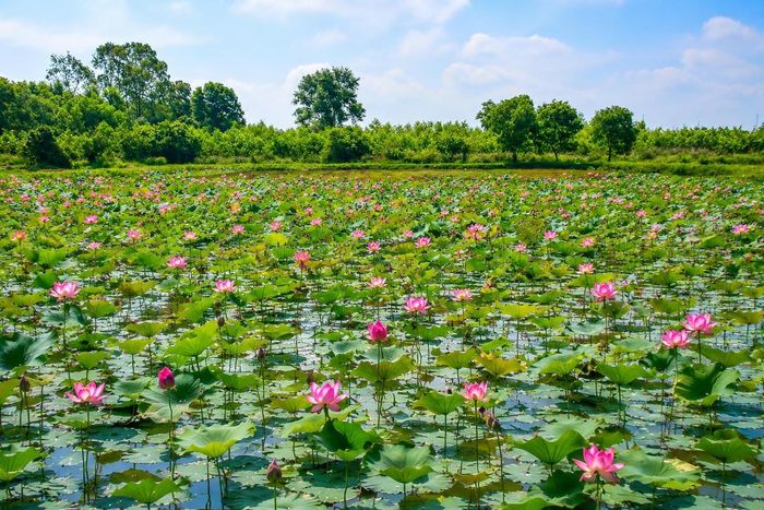 Một góc cánh đồng sen ở xã Thăng Điền, TP Đà Nẵng. Ảnh: Tấn Thành.