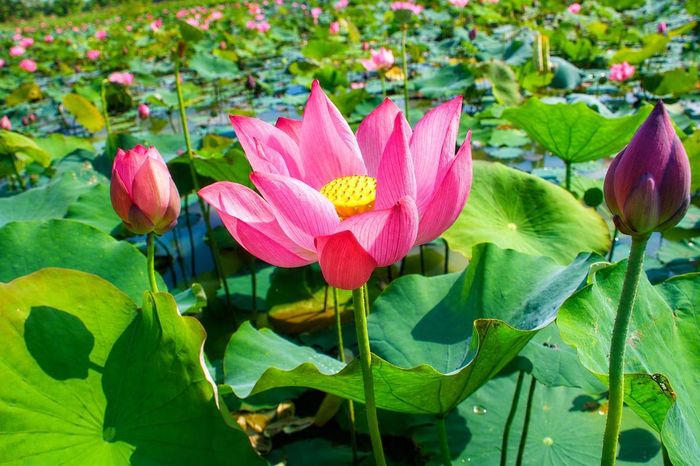 Hoa sen nở khoe sắc. Ảnh: Chí Đại.