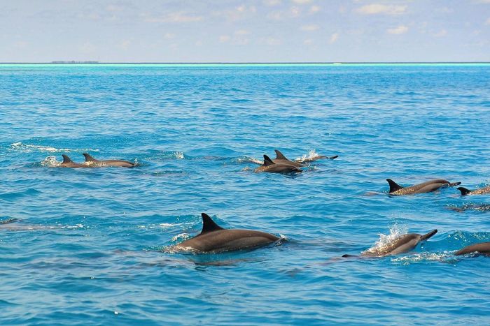  Cá heo bơi lội trên vùng biển Maldives. 