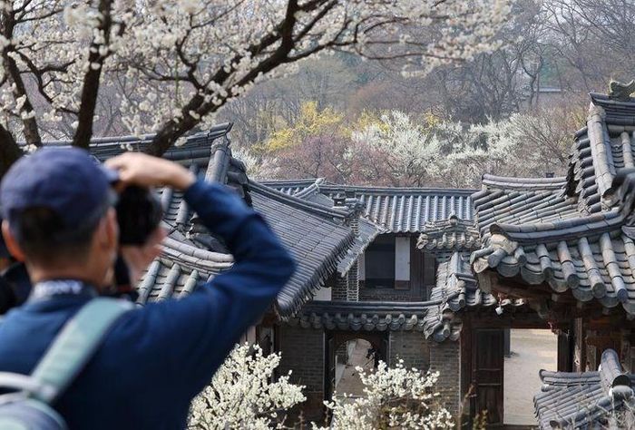 Một du khách chụp ảnh tại Cung điện ở Seoul. Ảnh Yonhap