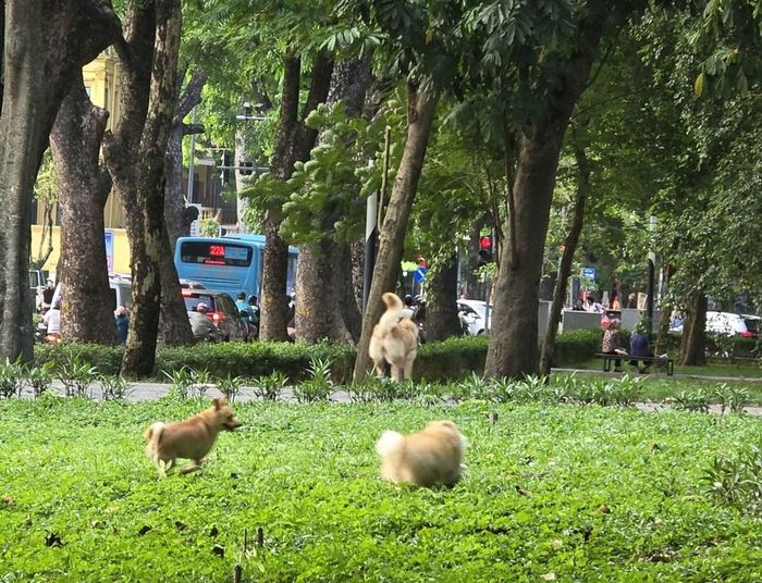Chó thả rông trong công viên khiến nhiều người e ngại