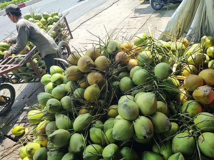 Có nhiều nguyên nhân khiến giá dừa quay lại với đà tăng.
