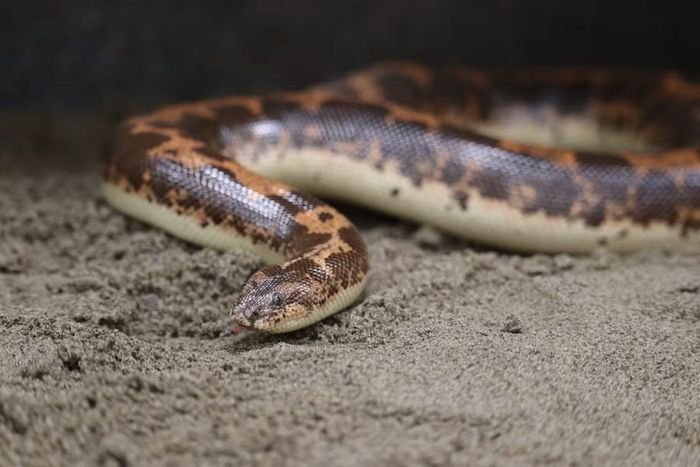 Ảnh: Seneca Park Zoo.