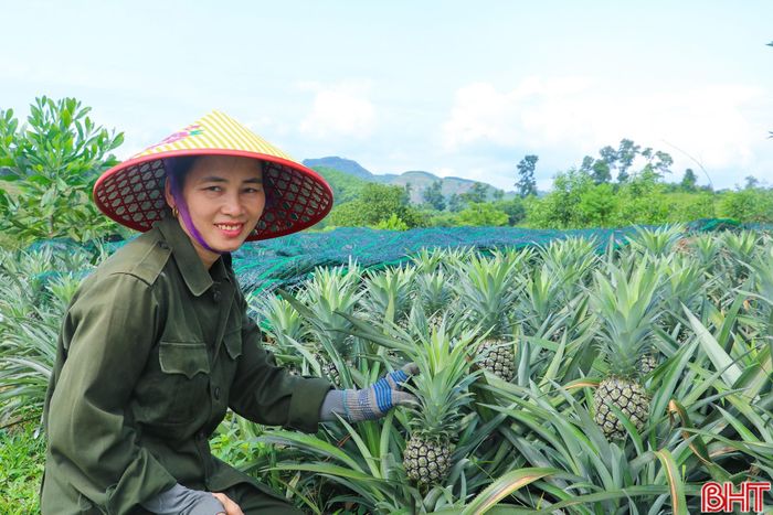 Theo đánh giá của chính quyền địa phương, điều kiện đất đai, thổ nhưỡng và khí hậu tại Kim Hoa khá phù hợp với cây dứa, giúp cây sinh trưởng tốt, phát triển đồng đều.