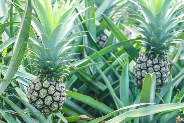 Màu xanh của mô hình trồng dứa trên vườn đồi Kim Hoa báo hiệu một mùa thu hoạch đầy kỳ vọng.