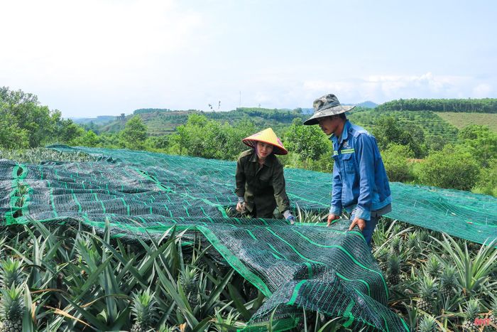 ... và che chắn cho cây dứa nhằm hạn chế tác động của nắng nóng, đảm bảo quả phát triển tốt.