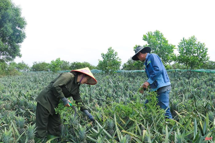 Thời điểm này, gia đình ông Lê Sỹ Đang tập trung làm cỏ...