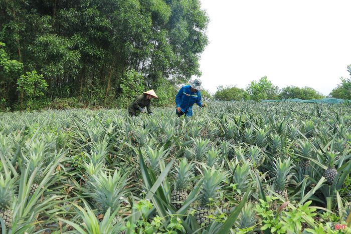 Mô hình trồng dứa của ông Lê Sỹ Đang được xem là một trong những mô hình sản xuất nông nghiệp tiêu biểu của xã Kim Hoa, không chỉ góp phần chuyển đổi cơ cấu cây trồng mà còn khai thác hiệu quả diện tích đất đồi, nâng cao giá trị sản xuất trên cùng đơn vị diện tích.