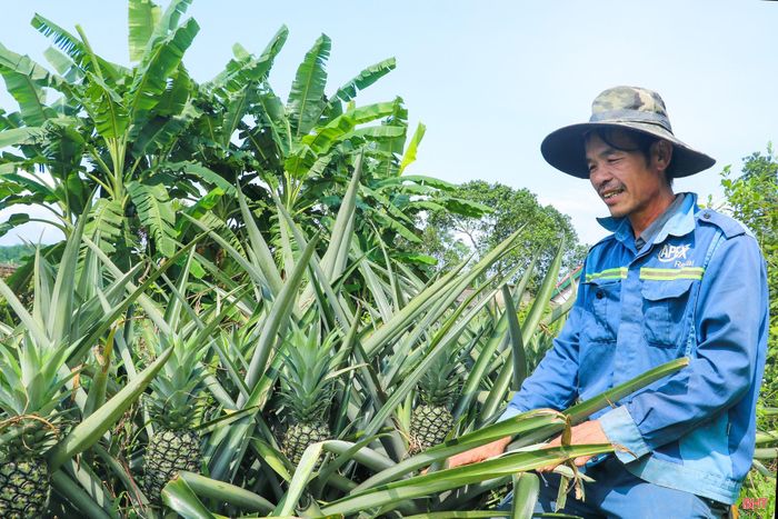 Ông Lê Sỹ Đang cho hay: “Hiện gia đình trồng gần 50.000 gốc dứa với tổng kinh phí đầu tư khoảng 150 triệu đồng. Bước đầu, tôi thấy loài cây này thích hợp với thổ nhưỡng và khí hậu ở đây. Trồng dứa không tốn quá nhiều công chăm sóc. Thời gian tới, gia đình tôi tiếp tục mở rộng diện tích, từng bước nâng cao hiệu quả sản xuất”.