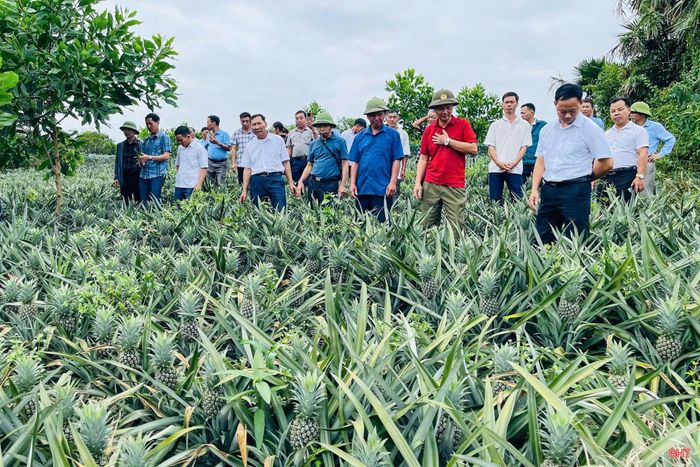 Thời gian qua, nhiều đoàn khách đã đến tham quan, học hỏi kinh nghiệm mô hình trồng dứa của ông Lê Sỹ Đang. Mô hình được nhiều người quan tâm bởi sự đầu tư bài bản và mở ra hướng phát triển kinh tế mới cho người dân các địa phương lân cận.