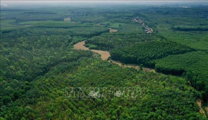 Ngành Thống kê tham gia tích cực vào hệ thống chỉ tiêu phát triển bền vững (SDGs) toàn cầu, mở rộng phạm vi thống kê sang các lĩnh vực mới như kinh tế số, kinh tế tuần hoàn, tăng trưởng xanh, bình đẳng giới… Trong ảnh: Diện tích rừng của người dân ở huyện Gio Linh. Ảnh minh họa: Hồ Cầu/TTXVN