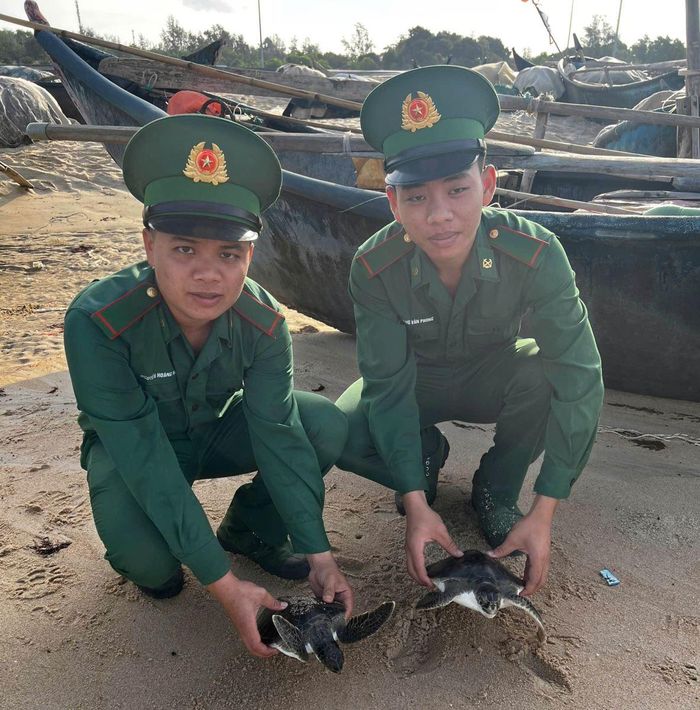 Chiến sĩ Đồn Biên phòng Phước Thuận thả 2 cá thể vích về biển. Ảnh: Lương Kiểm