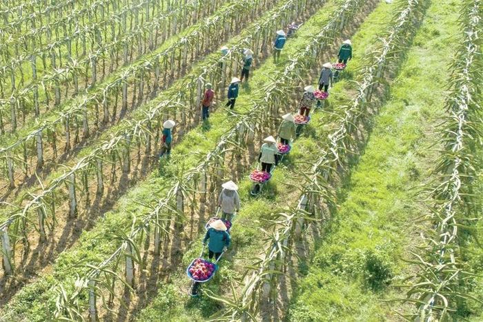 Công nhân Công ty TNHH Nông nghiệp công nghệ cao Hồ Gươm - Sông Âm thu hoạch thanh long.