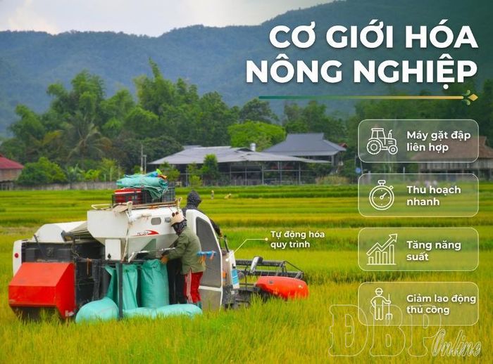 Nông dân xã Thanh Nưa thu hoạch lúa bằng máy gặt đập liên hoàn.
