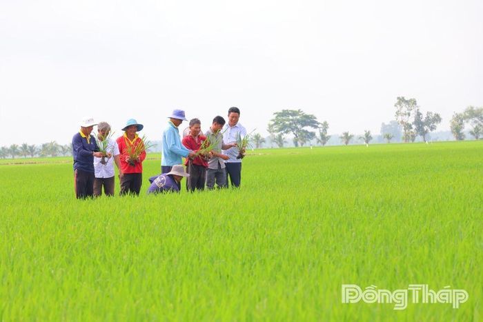 Nông dân vùng Đồng Tháp Mười chủ động ứng dụng nhiều tiến bộ kỹ thuật vào canh tác lúa, từng bước hướng đến nền nông nghiệp hiện đại, bền vững.