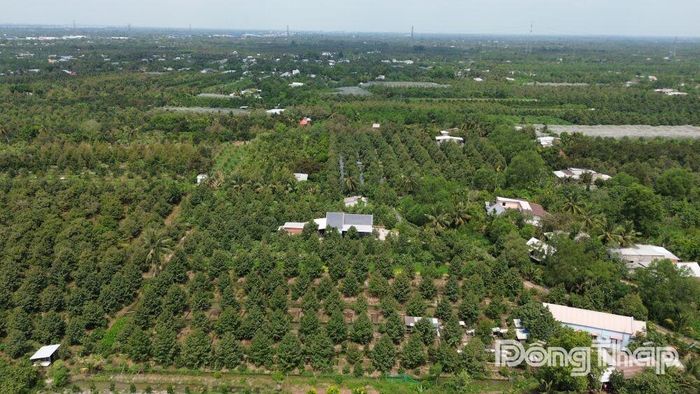 Cục Trồng trọt và Bảo vệ thực vật khuyến cáo các địa phương không phát triển diện tích cây ăn trái ồ ạt.
