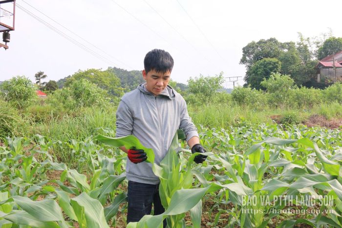 Nông dân phường Lương Văn Tri kiểm tra sâu bệnh trên cây ngô xuân