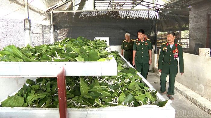 Dù sức khỏe đã yếu, ông Lê Mạnh Tiến (đi đầu) vẫn trồng dâu, nuôi tằm để phát triển kinh tế gia đình.