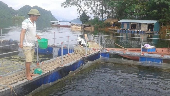Người dân xã Bảo Ái nuôi cá lồng trên hồ Thác Bà.