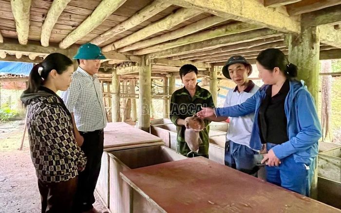 Trong chăn nuôi có nhiều mô hình nuôi con đặc sản cho giá trị kinh tế cao.