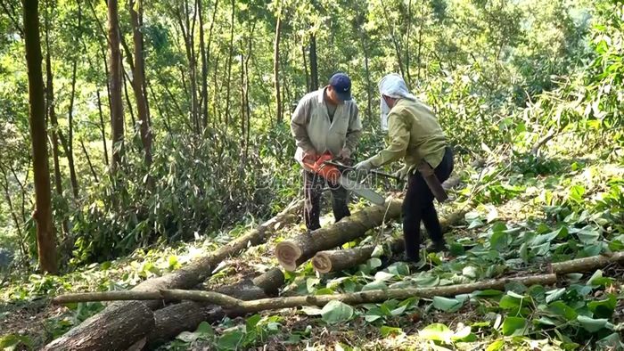 Gia đình bà Nguyễn Thị Hà khai thác gỗ rừng trồng.