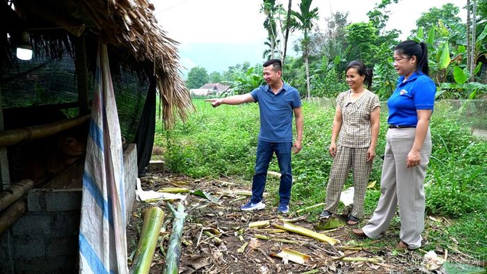 Cán bộ nông nghiệp xã Yên Thành hướng dẫn kỹ thuật chăm sóc bò cho người dân.