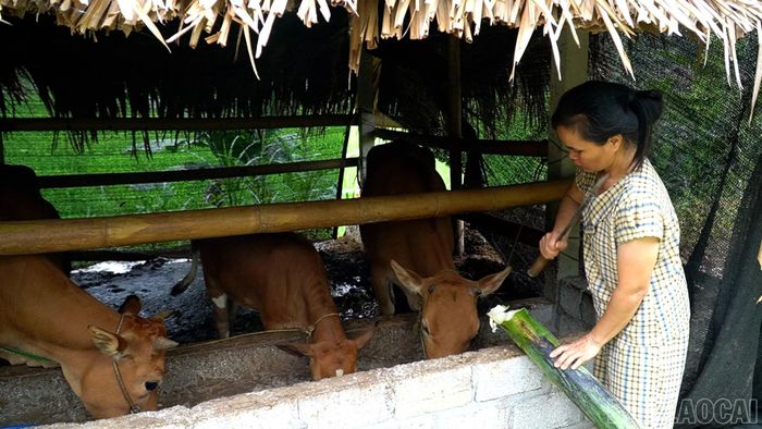 Chị Nguyễn Thị Huyền chăm sóc đàn bò - sinh kế giúp gia đình vươn lên thoát nghèo.