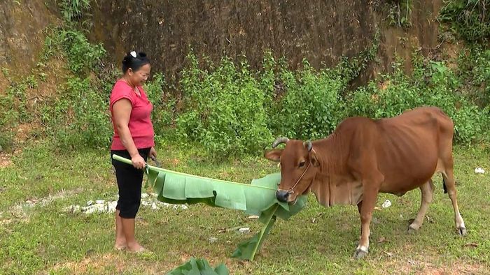 Nhiều hộ nghèo, cận nghèo, hộ mới thoát nghèo ở xã Yên Thành được hỗ trợ bò sinh sản để tạo sinh kế bền vững.
