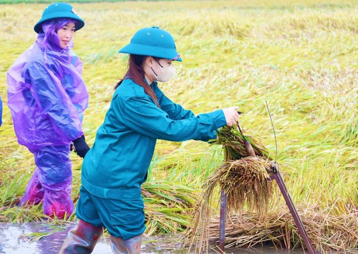 Và báo cáo từ Chi cục Trồng trọt và chăn nuôi Hà Tĩnh, thiên tai đêm 3/5 đã khiến gần 5.900ha lúa xuân chưa thu hoạch bị đổ. Các địa phương có diện tích bị ảnh hưởng lớn như: phường Bắc Hồng Lĩnh 480ha, xã Kỳ Xuân 550ha, xã Kỳ Thượng 110ha, xã Cẩm Lạc 335ha, xã Cẩm Hưng 360ha, xã Đức Thịnh 580ha, xã Đức Quang 450ha, xã Đức Thọ 170ha, xã Tứ Mỹ 427ha, xã Sơn Tiến 404ha, xã Đông Kinh 379ha, xã Trường Lưu 278ha, xã Cẩm Bình 230ha...