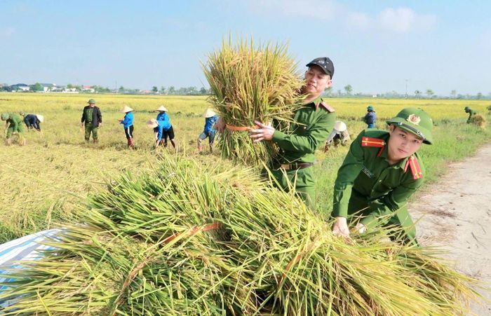 Đúng vào thời điểm chuẩn bị thu hoạch, ruộng lúa của gia đình lại bị đổ ngã do ảnh hưởng của dông lốc, khiến việc thu hoạch bằng máy gặt không thể thực hiện. Trước hoàn cảnh đó, lực lượng Công an xã Đồng Lộc đã trực tiếp xuống đồng, chung tay giúp gia đình thu hoạch 3 sào lúa