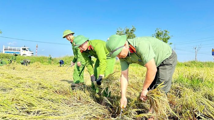 Theo báo cáo của xã Cẩm Lạc, tổng diện tích sản xuất vụ Xuân 2026 của xã là 1193 ha. Trong đó, diện tích đã thu hoạch 418ha (đạt 35%). Diện tích chưa thu hoạch là 775 ha, trong đó diện tích đổ ngã là 697ha. Hình ảnh những chiến sĩ công an lội ruộng, cùng người dân gặt lúa sau giông lốc đã để lại ấn tượng đẹp, góp phần lan tỏa tinh thần tương thân tương ái, thắt chặt tình quân với dân