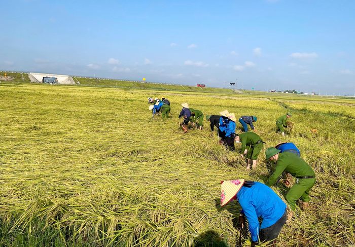 Những ngày này, lực lượng công an xã và các đơn vị, đoàn thể đã trực tiếp xuống đồng, hỗ trợ người dân dựng lúa, bó lúa và vận chuyển về nơi tập kết. Những thửa ruộng bị đổ rạp được ưu tiên thu hoạch trước nhằm hạn chế tối đa thiệt hại