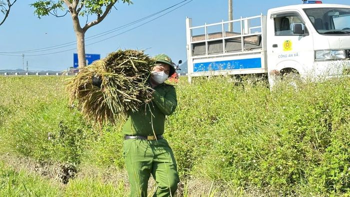“Trong những ngày tới, chúng tôi tiếp tục hỗ trợ thu hoạch lúa, nhằm giảm thiểu thiệt hại cho bà con nhân dân. Chúng tôi tập trung ưu tiên những hộ gia đình khó khăn, neo đơn, những cánh đồng lúa bị đổ ngã nặng, ngập sâu để hỗ trợ thu hoạch sớm”, Trưởng Công an xã Cẩm Lạc cho biết