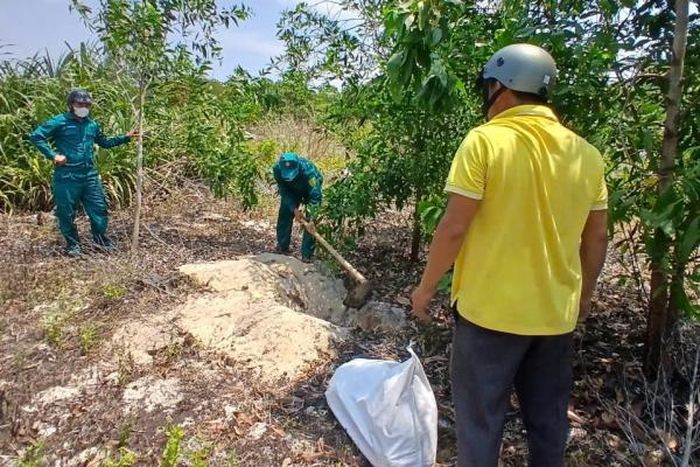 Sau vụ chó thả rông cắn người hôm 29/4 tại khu vực chợ Hòa Đa, UBND xã Tuy An Nam cũng đã huy động nhân lực truy bắt 6 con chó thả rông đưa đi tiêu hủy, chôn lấp, phun thuốc tiêu độc, khử trùng.