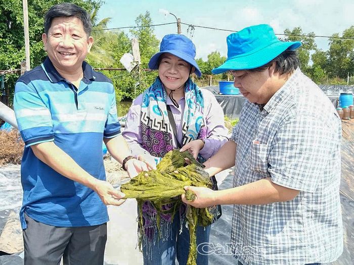 Bà Mai Xuân Hương và Tiến sĩ Nguyễn Nhứt (bìa phải) kiểm tra tốc độ sinh trưởng của rong.