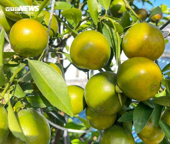 Nhiều loại trái cây, rau quả được chị Nhung luân phiên trồng quanh năm nên khu vườn lúc nào cũng có trái.