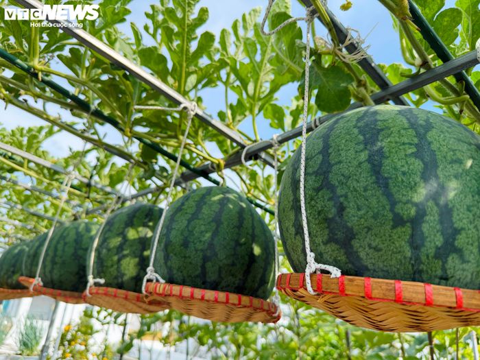 Bên cạnh dưa lưới, dưa hấu cũng là loại cây được chị Nhung yêu thích. Những trái dưa tròn đều, nặng từ 3-4 kg không chỉ phục vụ gia đình mà còn mang lại niềm vui cho các cháu nhỏ vào mỗi mùa thu hoạch.