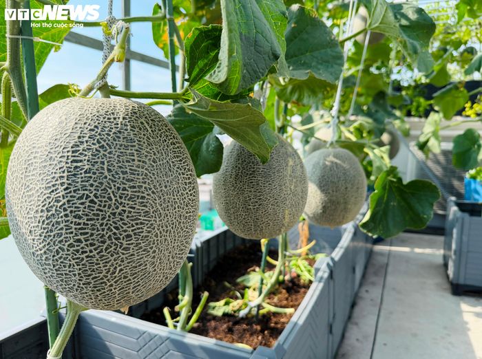 Khu vườn cũng là nơi gắn kết gia đình. Mỗi mùa dưa chín, các thành viên, đặc biệt là trẻ nhỏ, đều háo hức thưởng thức thành quả do chính tay chị chăm sóc.