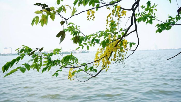 Sắc vàng dịu dàng của hoa muồng hoàng yến. Ảnh: Phạm Mạnh