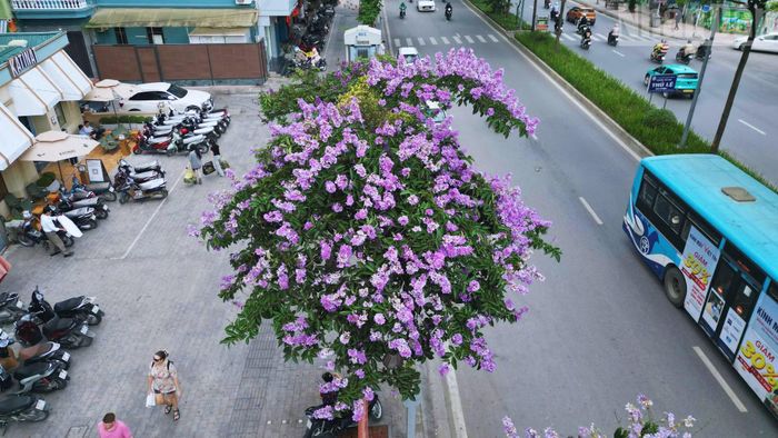 Giữa nhịp sống đô thị ngày càng hối hả, sắc tím bằng lăng như một điểm nhấn nhẹ nhàng, góp phần làm dịu không gian và lưu giữ những giá trị tinh thần thân thuộc của Hà Nội.