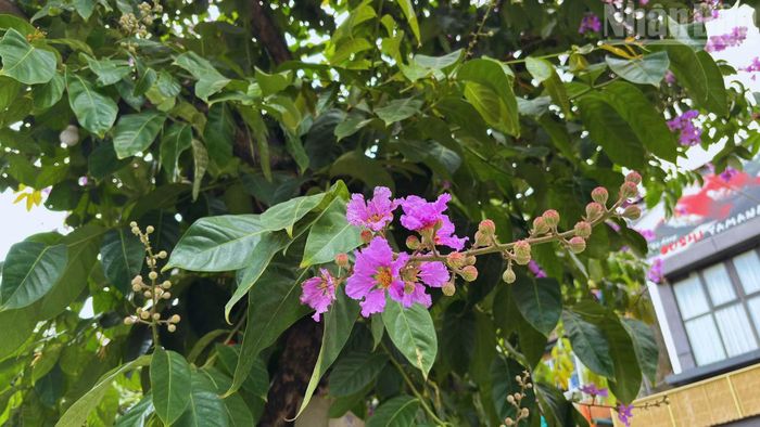 Cùng với sự thay đổi của thời tiết, bằng lăng từ lâu đã trở thành một dấu hiệu quen thuộc báo hiệu mùa hè ở Hà Nội. Đối với nhiều người, loài hoa này còn gắn với những ký ức tuổi học trò - mùa thi, mùa chia tay, với những cảm xúc trong trẻo, khó quên.