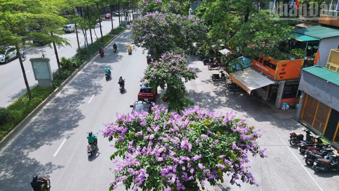 Sắc tím ấy không chỉ làm đẹp cảnh quan, mà còn góp phần xoa dịu cái oi nồng đầu mùa, mang lại cảm giác dễ chịu cho người tham gia giao thông.