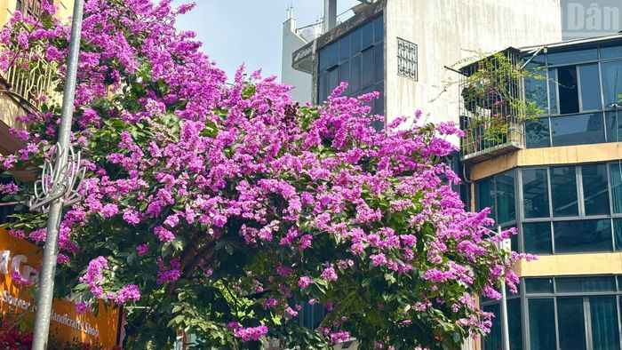 Chị Nguyễn Thị T., người dân sinh sống tại Hà Nội, chia sẻ: “Mỗi ngày đi làm qua các tuyến phố có bằng lăng, tôi đều cảm nhận rõ sự thay đổi của thành phố. Sắc tím khiến không gian trở nên nhẹ nhàng hơn, bớt đi cảm giác căng thẳng sau những giờ làm việc”.