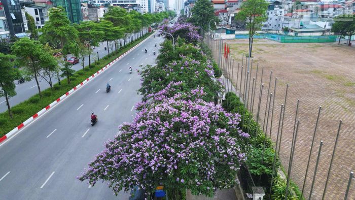 Theo ghi nhận của phóng viên, trên nhiều tuyến phố như Kim Mã, Văn Cao, Đào Tấn…, những hàng bằng lăng đang vào mùa nở rộ. Từng chùm hoa tím biếc buông dài, xen giữa tán lá xanh, phủ nhẹ lên không gian đô thị, tạo nên cảnh sắc hài hòa, thanh thoát.