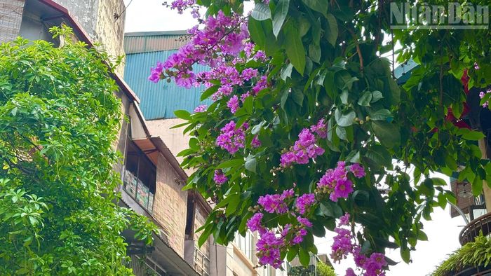 Mùa hoa bằng lăng thường không kéo dài. Chỉ sau vài tuần, khi những cơn mưa mùa hạ xuất hiện, cánh hoa mỏng manh sẽ dần rụng xuống, khép lại một mùa sắc tím.