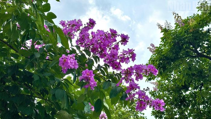 Điểm đặc sắc của hoa bằng lăng nằm ở sự biến đổi tinh tế của sắc tím theo thời gian. Khi vừa chớm nở, hoa mang gam tím sẫm đậm đà; dưới tác động của nắng gió, sắc hoa dần nhạt, chuyển sang tím hồng, thậm chí ánh trắng bạc trước khi rời cành.