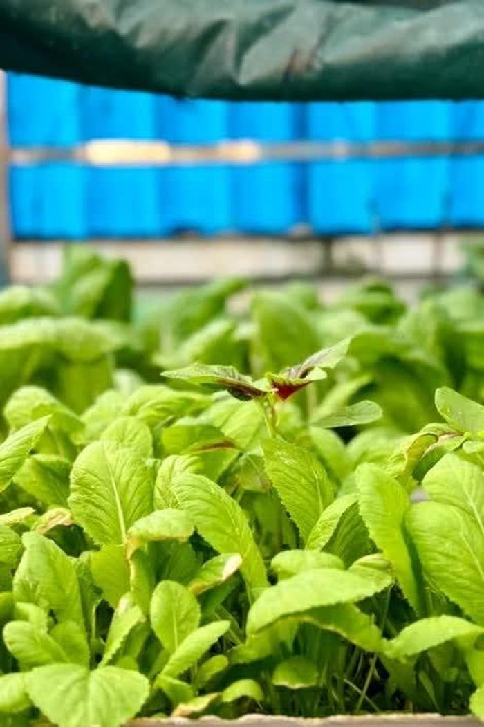 Vườn rau được những người lính đảo chăm sóc, vẫn lớn lên tốt tươi giữa muôn vàn khó khăn. (Ảnh: Minh Nguyệt)