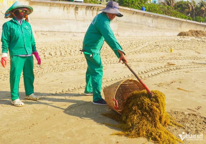 Công nhân dùng cuốc gom rong biển vào sọt để mang đi xử lý. Ảnh: Q.H