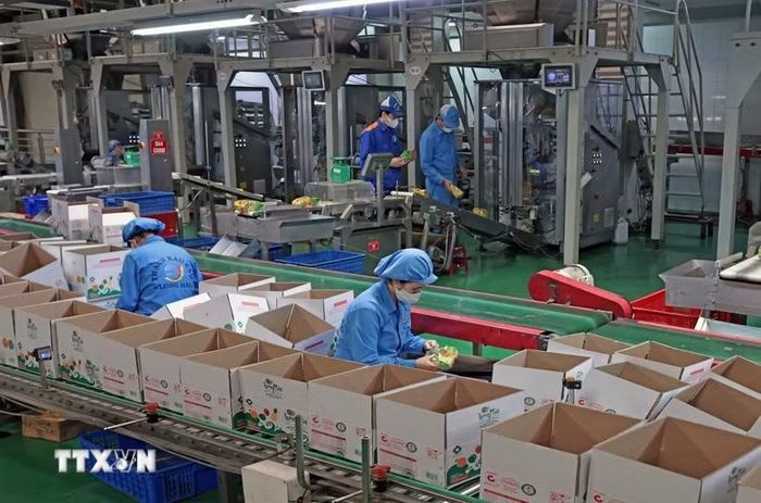(Ảnh minh họa. Trần Việt/TTXVN)